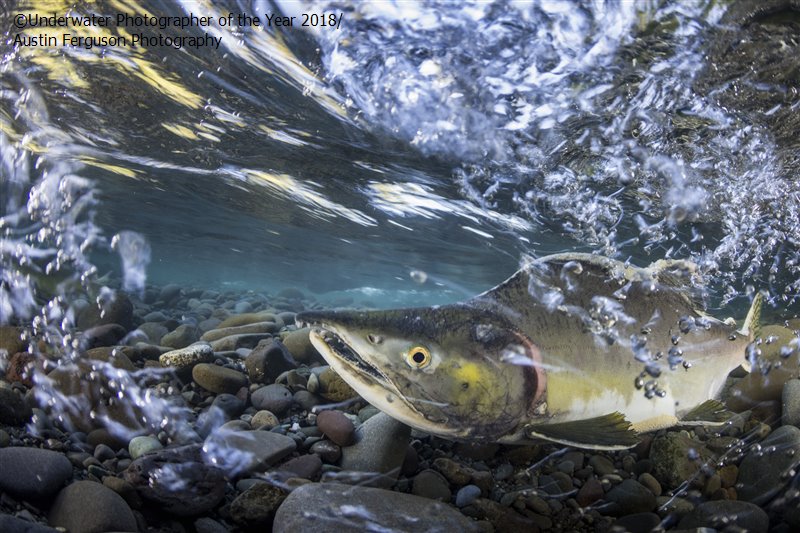 28 photos provenant du concours du Meilleur Photographe Sous-Marin de l'Année ! Par Hugo N. 803