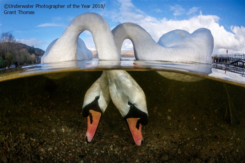 28 photos provenant du concours du Meilleur Photographe Sous-Marin de l'Année ! Par Hugo N. 901