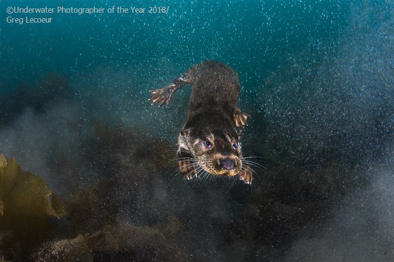 28 photos provenant du concours du Meilleur Photographe Sous-Marin de l'Année ! Par Hugo N. 903