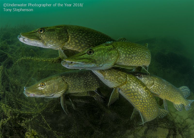 28 photos provenant du concours du Meilleur Photographe Sous-Marin de l'Année ! Par Hugo N. 906