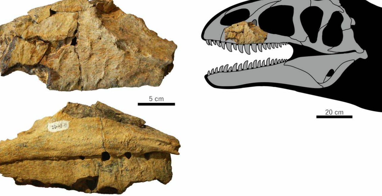 Incroyable ! Il découvre un squelette de dinosaure géant dans son