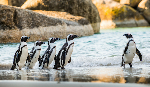 Qu'Est-Ce Que Le Pingouin Africain? Pourquoi est-il en voie de disparition  ? - Espèces-menacées.fr