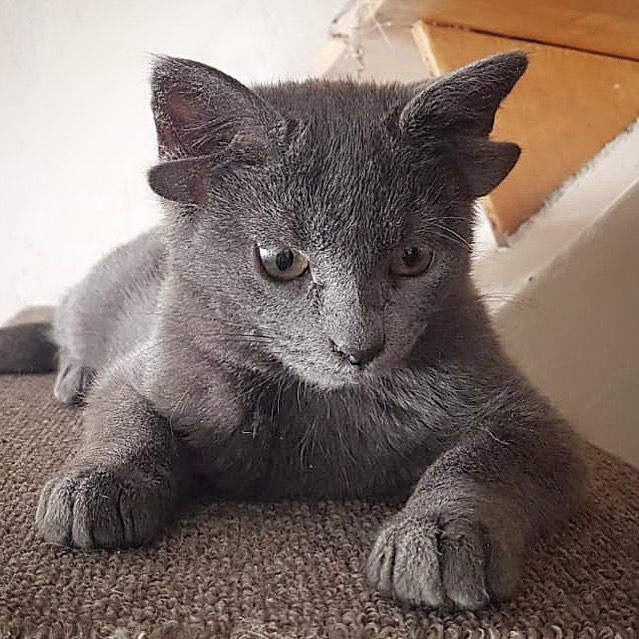 Ce chaton adorable possède deux paires d'oreilles et une tache ...