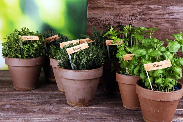 Comment créer un super potager d'intérieur ?