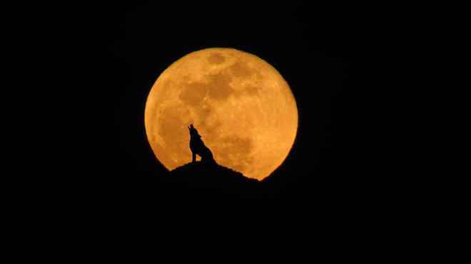 Qu'est-ce que la pleine lune du Loup et quand l'observer ? - La Voix du Nord