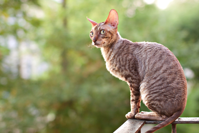 Découvrez 5 races de chats atypiques