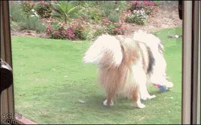 gu7gg9w.gif