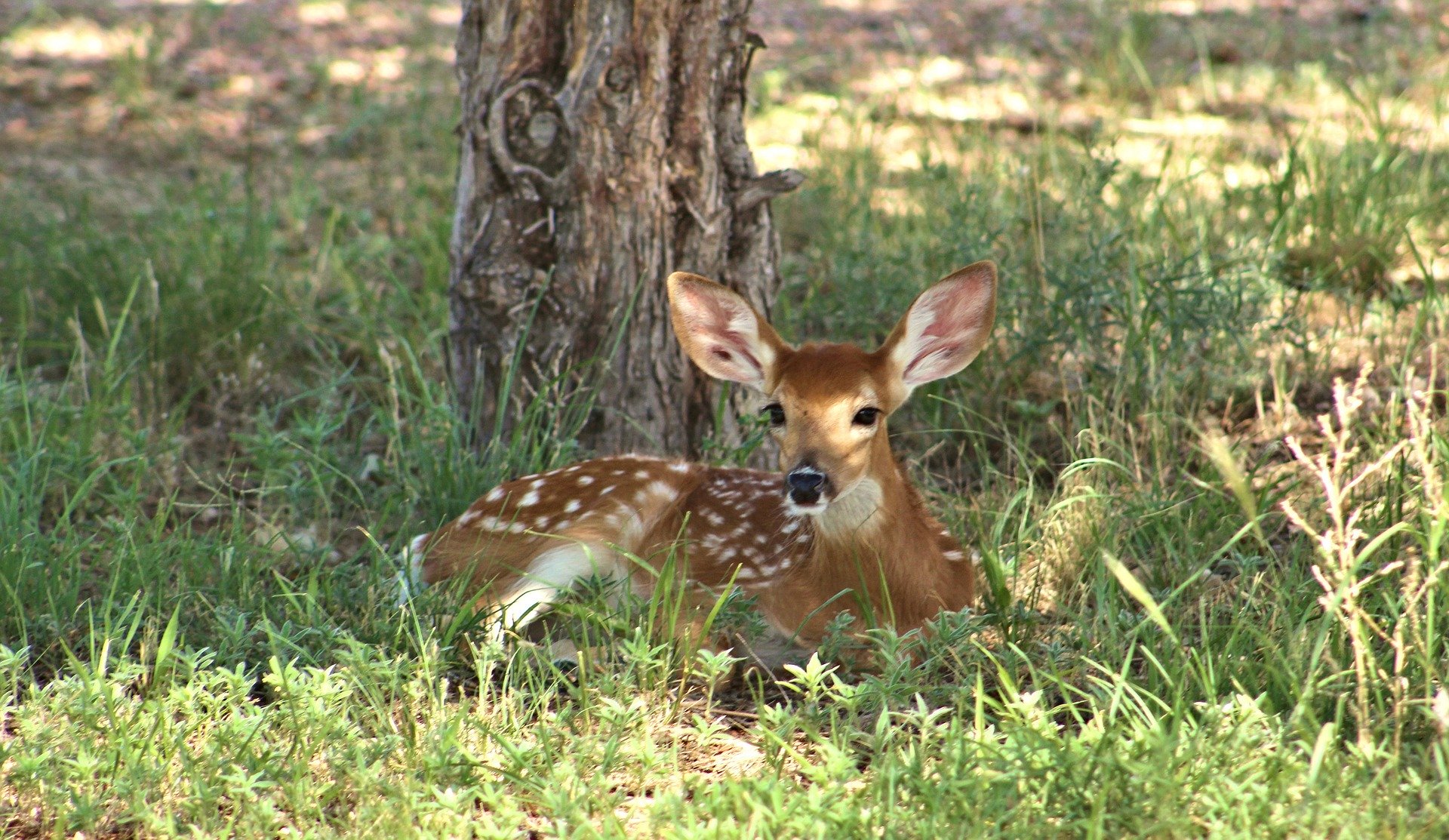 L'ONF appelle à la prudence dans les forêts  Deer-2081638_1920