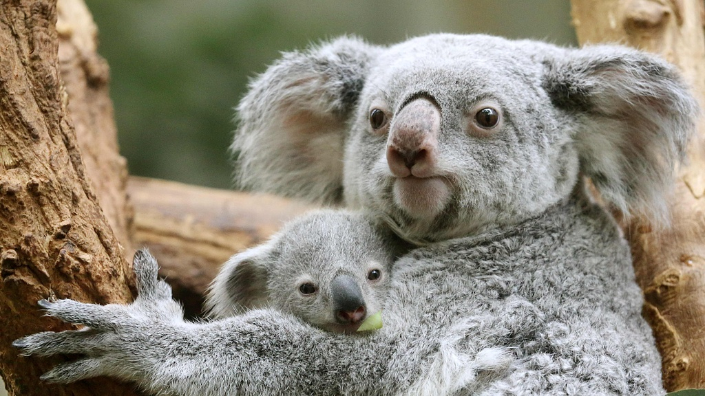 Coloréo Bébés animaux / dès 3 ans au Maroc - Baby And Mom