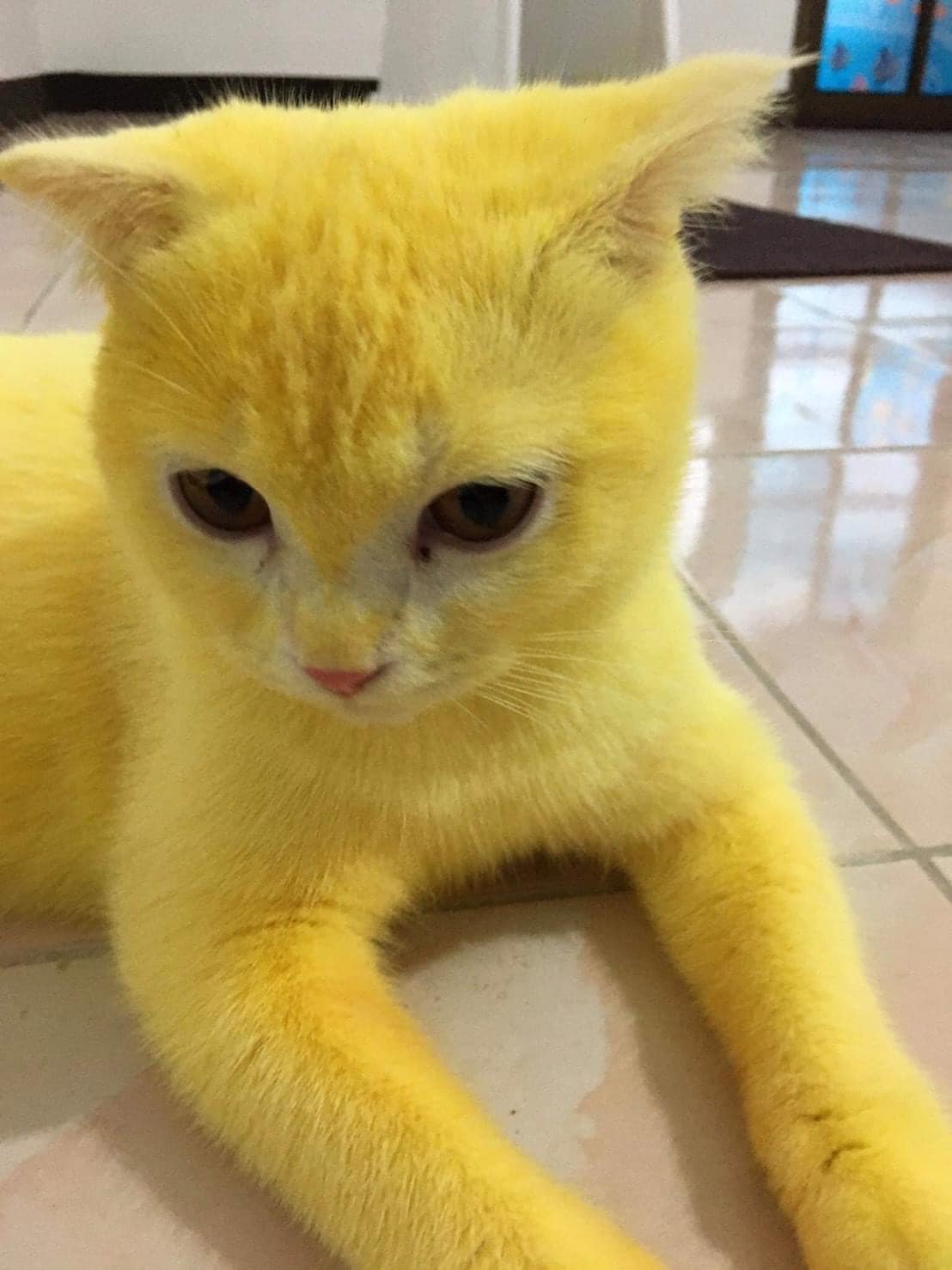 Желтый в реальной жизни. Желтый кот. Желтый котенок. Желтая кошечка. Желтенький котик.