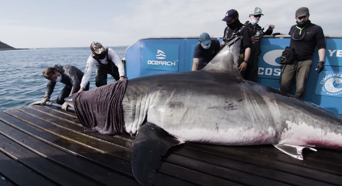 Quand la préservation du grand requin blanc menace la loutre de