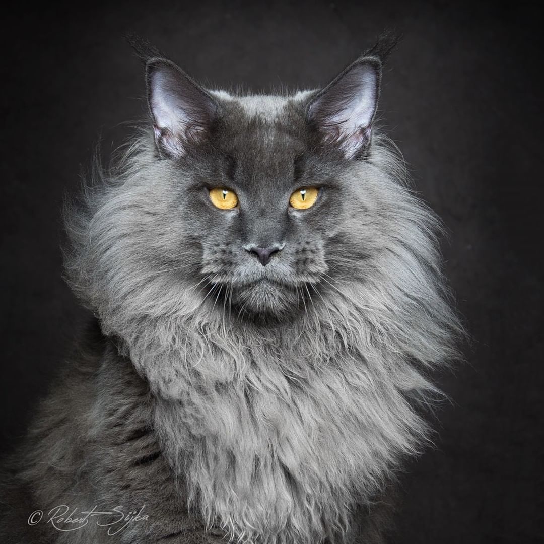 Maine coon : les 10 choses à savoir sur cette race de chat