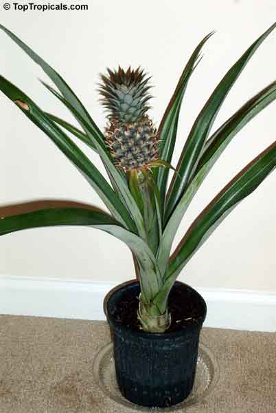 comment planter ananas