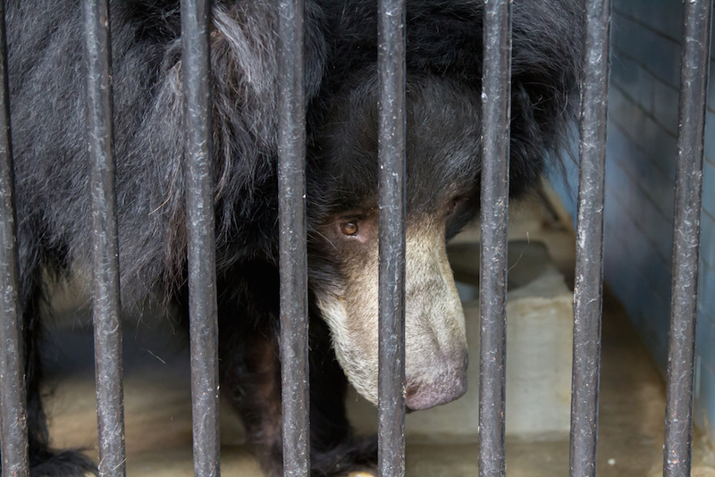 En Birmanie, un touriste chinois tue froidement un ours noir en cage et en voie de disparition avec un AK 47 5