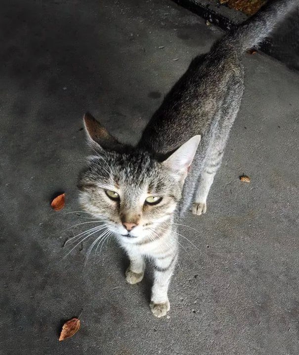 Adorables Chats Malchanceux Qui Se Sont Fait Piquer Par Des Abeilles Ou Des Guepes Ce N Est Pas Beau A Voir