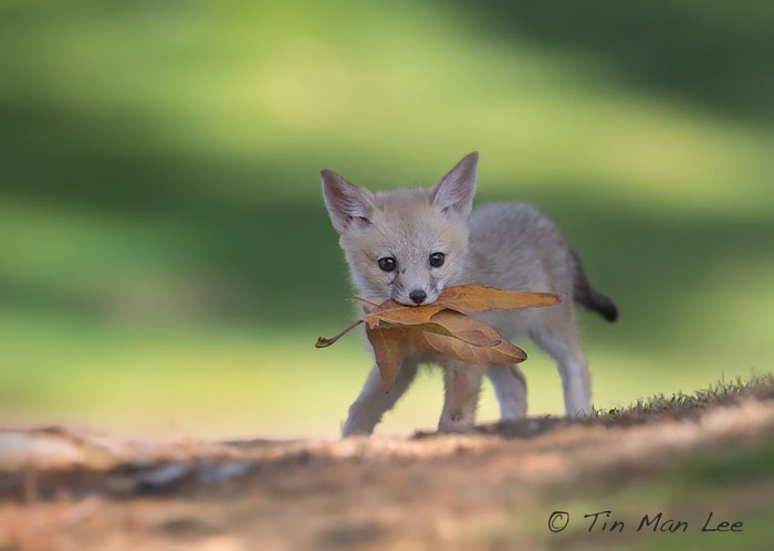 Ces Bebes Renards Vont Vous Faire Craquer Le 5 Est Tellement Irresistible