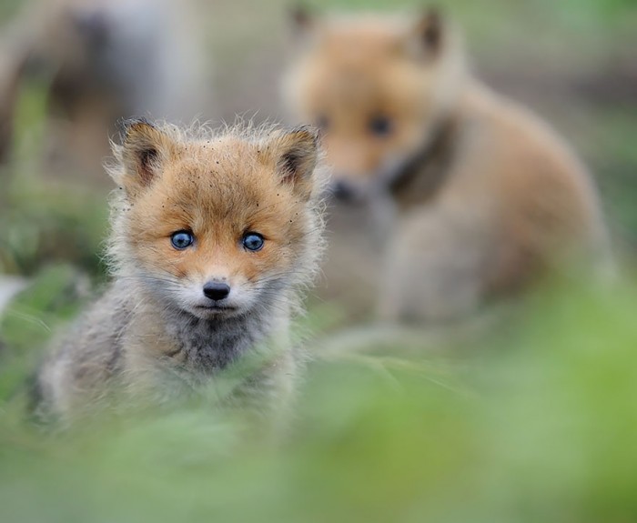 Ces Bebes Renards Vont Vous Faire Craquer Le 5 Est Tellement Irresistible