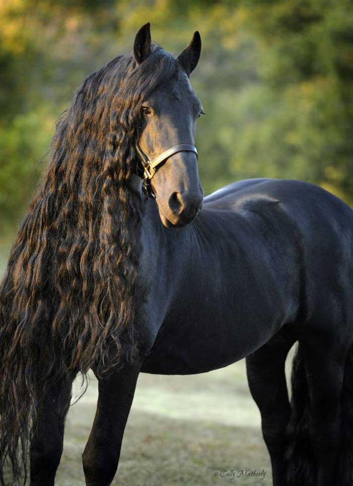 Ce Frison Est Le Cheval Le Plus Beau Du Monde Les Photos Sont Magnifiques