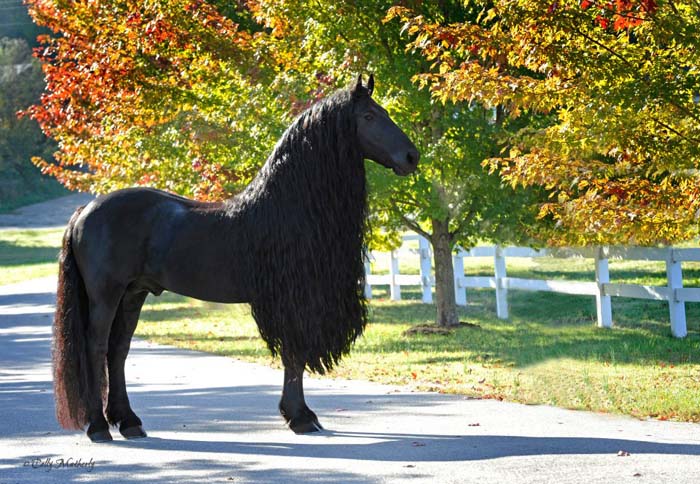 Ce Frison Est Le Cheval Le Plus Beau Du Monde Les Photos Sont