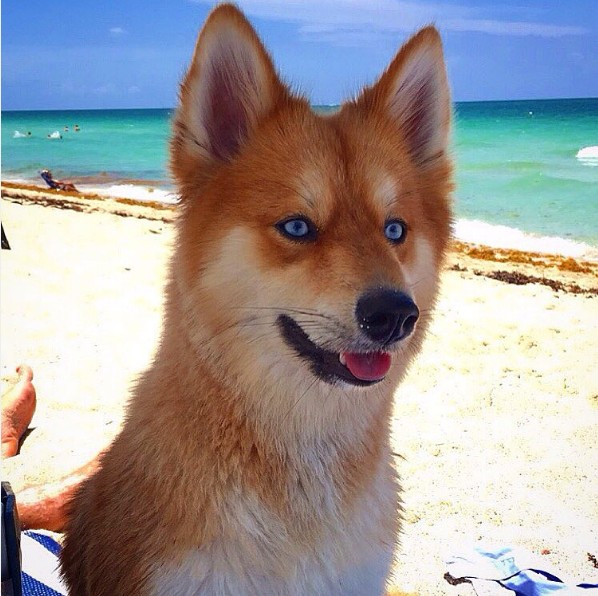 Ce Chien Est Un Croisement Entre Un Poméranien Et Un Husky