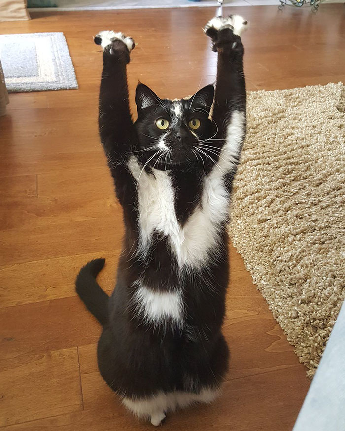 Ce Chat Très étrange Met Ses Pattes En Lair Tout Le Temps