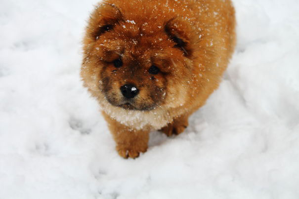 Voici Une Sélection De 20 Chiens Beaucoup Trop Mignons On