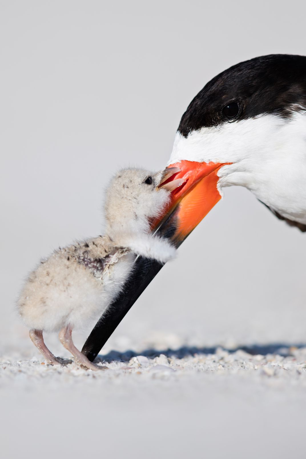 Ces 18 photographies figurent parmi les finalistes du concours annuel du magazine Smithsonian ! Par Pauline M.                    6c2a0c21-cbc3-4e38-ac9b-3be1e075b1a6