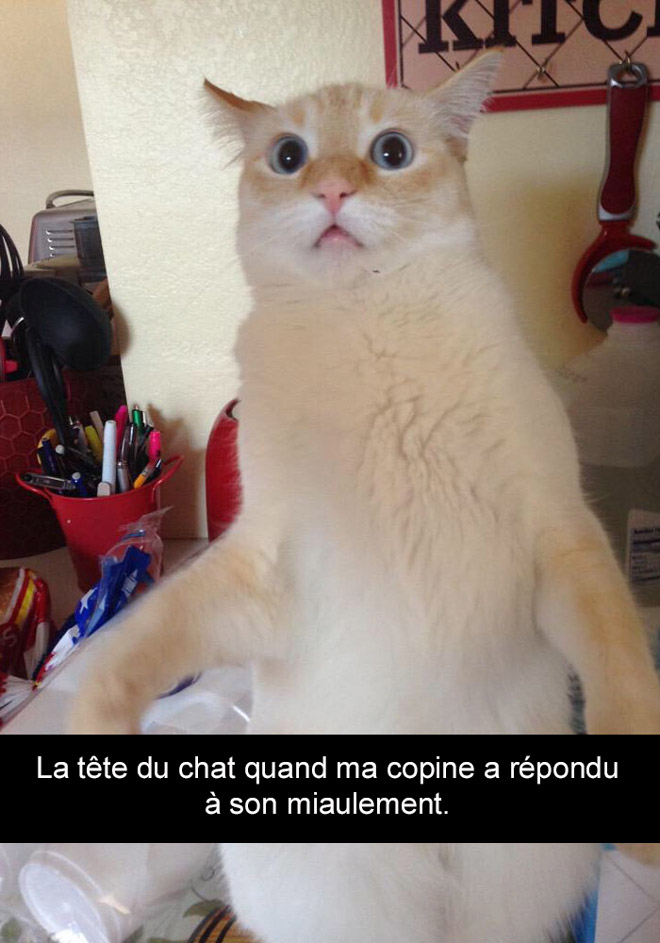 Voici Les 20 Snapchat De Chats Les Plus Dr les De Tous Les Temps