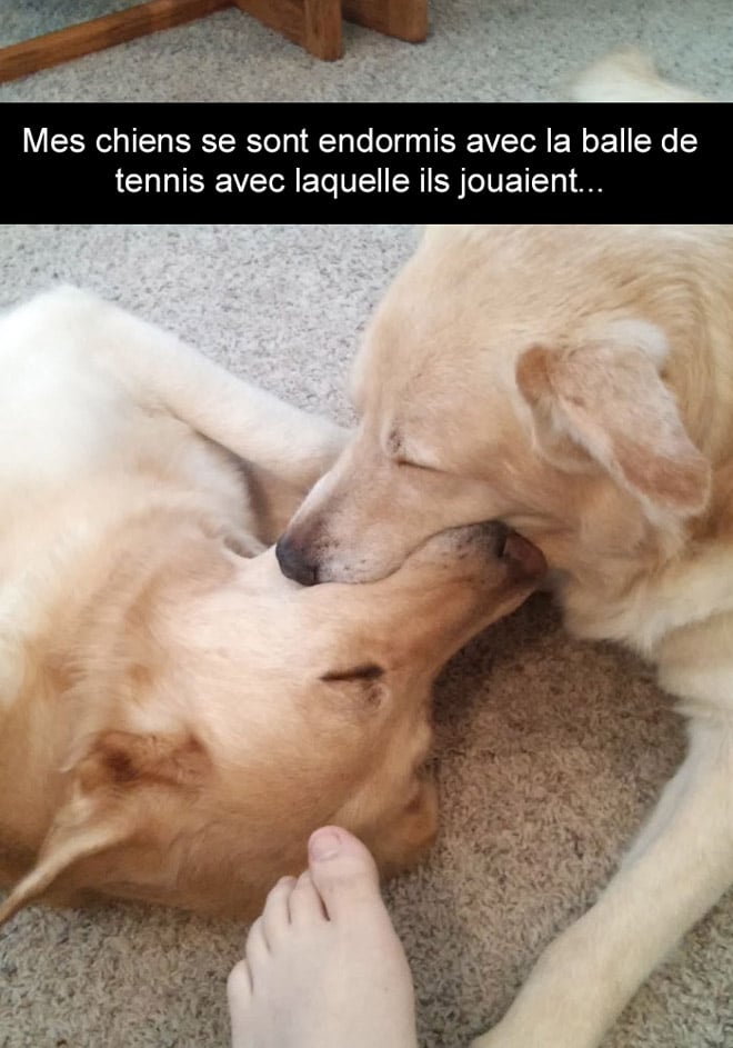 Voici Les 20 Snapchat De Chiens Les Plus Drôles De Tous Les