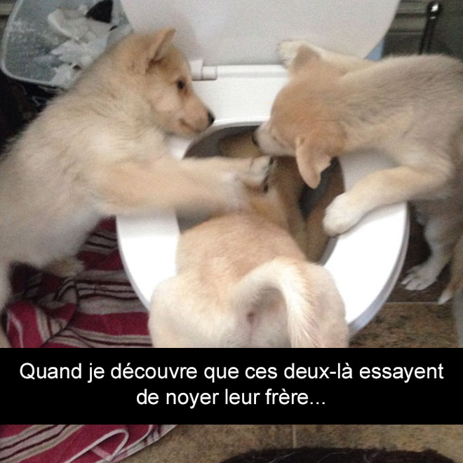 Voici Les 20 Snapchat De Chiens Les Plus Drôles De Tous Les