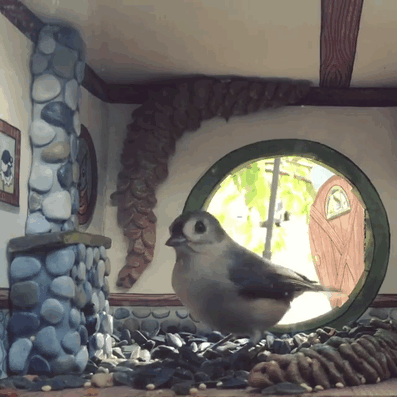 Elle Invite Les Petits Oiseaux De Son Jardin Chez Elle - 