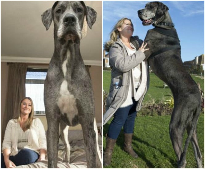 Partez à La Rencontre De Freddy Le Plus Grand Chien Du