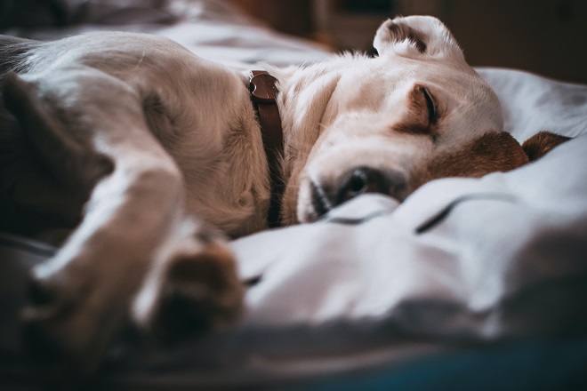 Ce qu’il faut faire face aux allergies du chien