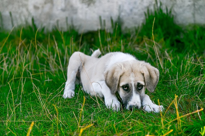 Prévenir les allergies du chien