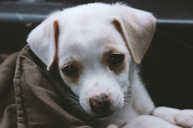 traitement de l’allergie chez le chien