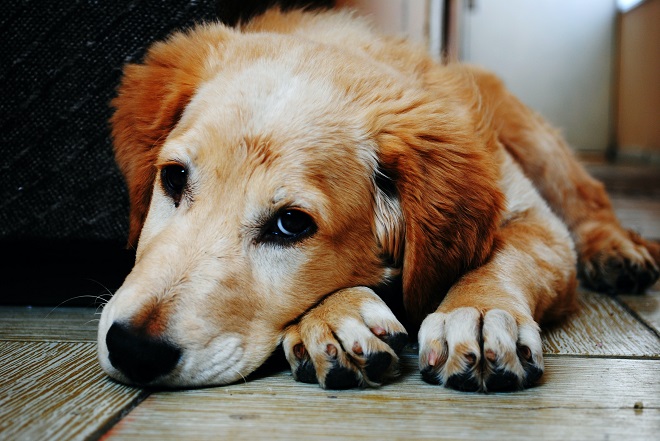 types d’allergie chez le chien