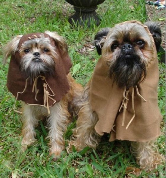 Animaux-Star-Wars003.jpg