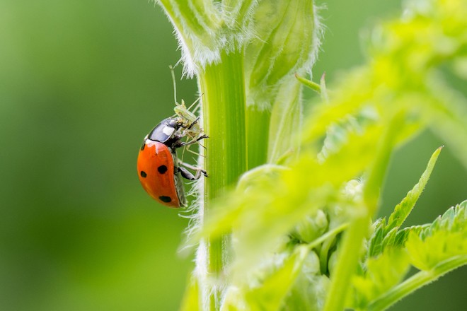 Distribution gratuite de larves de coccinelles ! Pour remplacer les  pesticides - Mougins