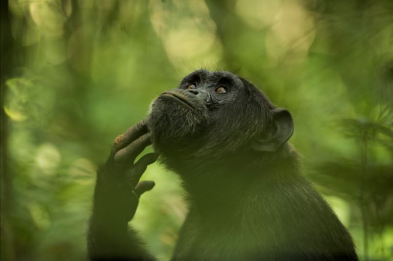 Ces 20 photographies des lauréats du concours international Sony sont époustouflantes ! Par Justine B.                        Sony14