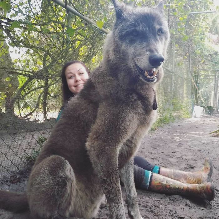 Yuki Le Chien Loup Géant Devenu Mascotte De Son Refuge