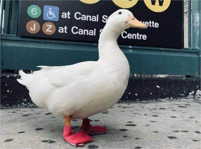 Ce Canard Mignon Court Le Marathon De New York