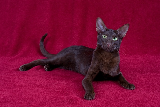 Havana Brown, un chat rare au pelage marron