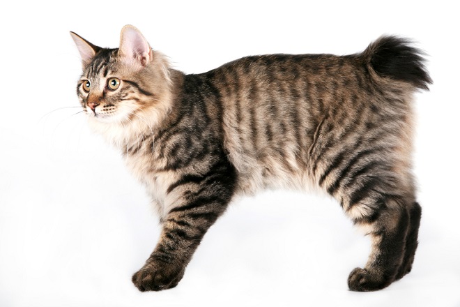 Kurilian Bobtail, un chat rare à la queue à pompon