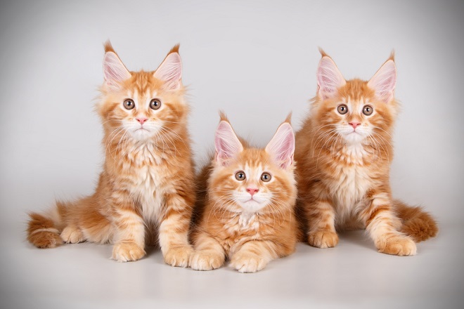 trois adorables chatons Maine Coon
