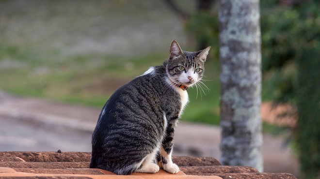 un American Wirehair assit sur le toit