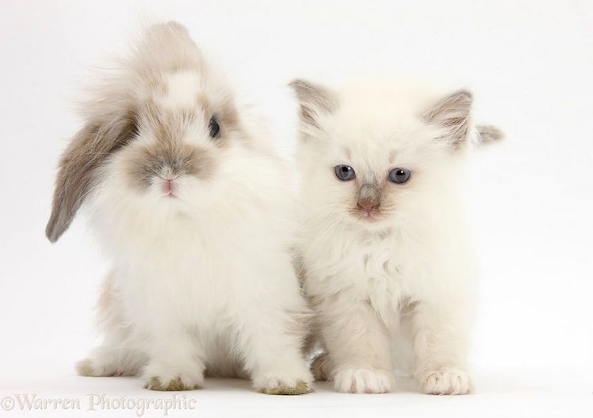Pet brother. Кошка похожая на кролика. Зайка и котенок. Кот и кролик. Одинаковые животные.