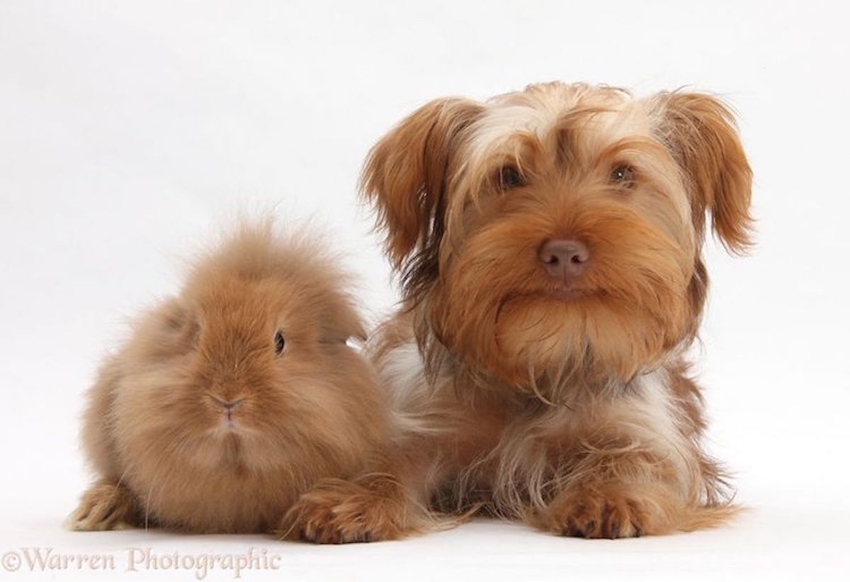 Twin pet. Морская Свинка и собака. Собака похожая на морскую свинку. Животные Близнецы. Собаки похожие на других животных.