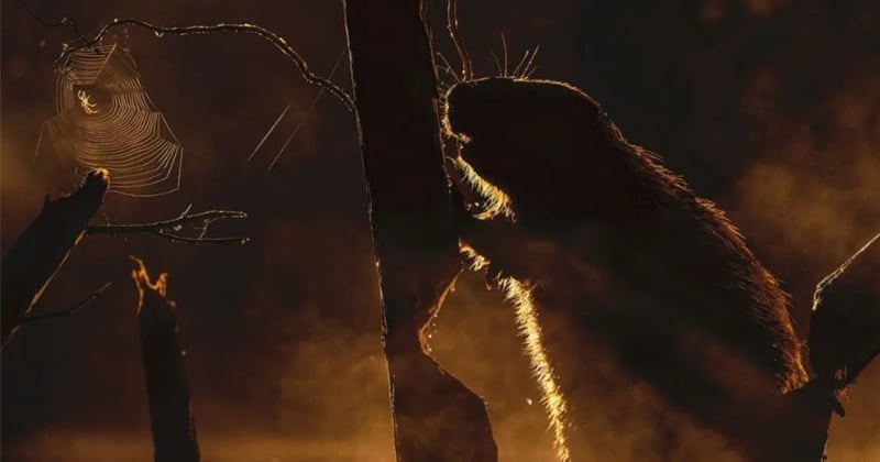 Découvrez les photos récompensées au BigPicture Natural World Photography Contest 2022