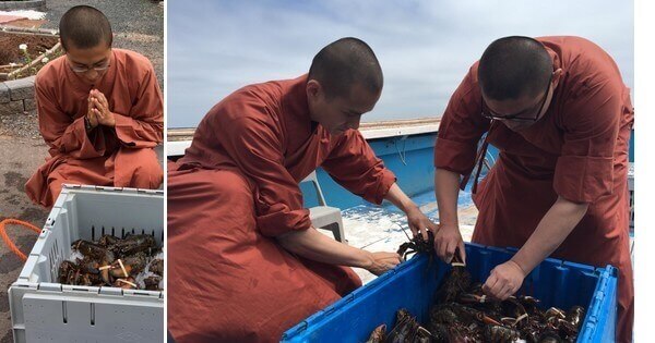 Des moines bouddhistes ont acheté plus de 270 kilos de homards vivants... Pour les  relâcher dans l'océan !
