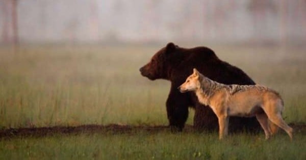 En Finlande, un ours et un loup sont les meilleurs amis du monde pour survivre ensemble, magnifique !